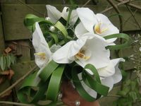 Bruidsboeket orchidee ingezoomd